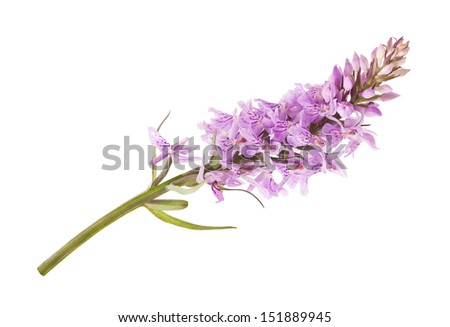 Common Spotted Orchid - Dactylorhiza fushsii