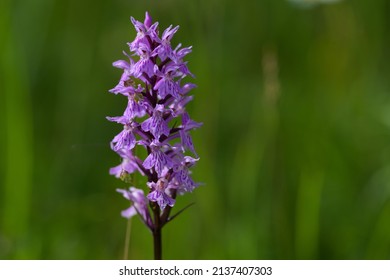 Common Spotted Orchid, Dactylorhiza maculata, wildflower, Schwäbische Alb - Shutterstock ID 2137407303