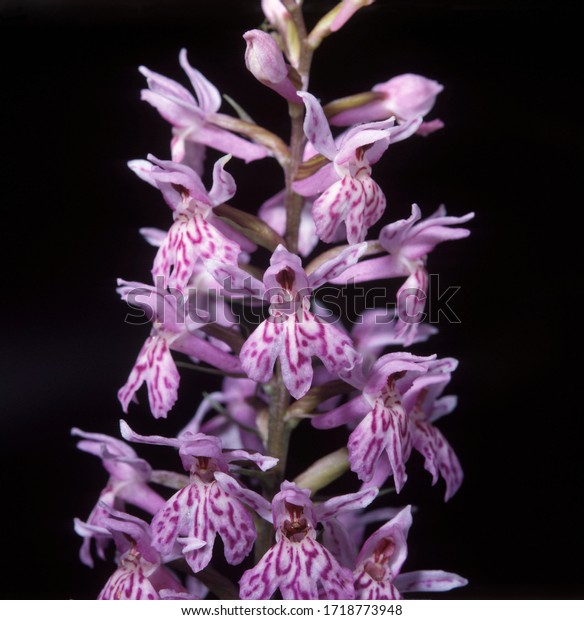 Common spotted orchid Dactylorhiza maculata =\
fuchsii - Germany