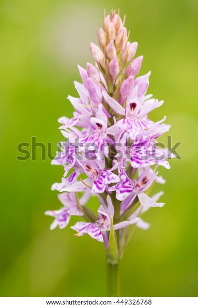Common Spotted\
Orchid, Dactylorihiza\
fuchsii