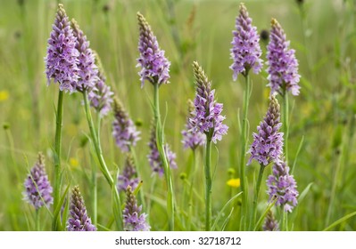 Common Spotted Orchids
