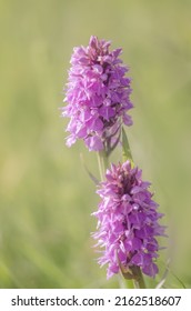 Common Spotted Orchids Growing In The Wild