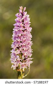 Common Spotted Wild Orchid