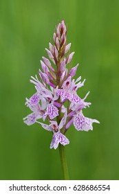 Common Spotted-orchid (Dactylorhiza fuchsii) - Shutterstock ID 628686554