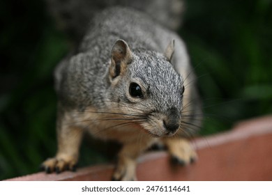 Common Squirrel Close Up Face Whiskers - Powered by Shutterstock