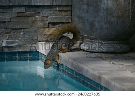 Common Squirrel Drinking From Swimming Pool