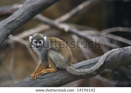 common squirrel monkey