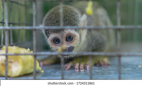 Common Squirrel Monkey In A Cage Saved From Illegal Wildlife Trafficking 