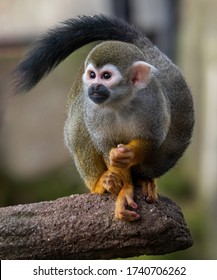 Common Squirrel Monkey (Saimiri Sciureus)