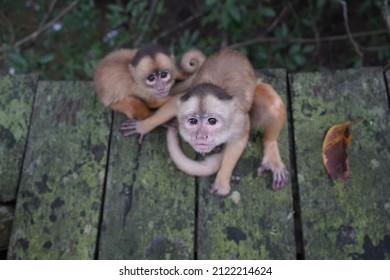 Common Squirrel Monkey (Saimiri Sciureus) Cebidae Family. Amazon Rainforest, Brazil