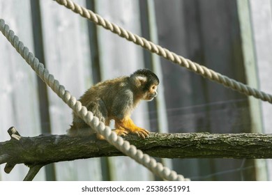 Common squirrel monkey (Saimiri sciureus) on branch. Ropes and wooden fence in background.