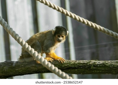 Common squirrel monkey (Saimiri sciureus) on branch. Ropes and wooden fence in background.