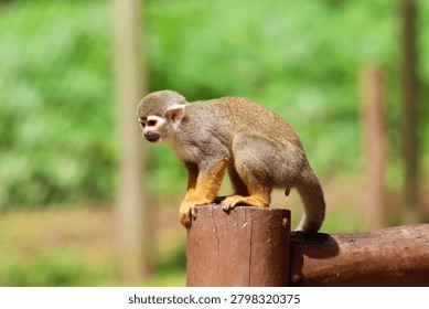 Common squirrel monkey Saimiri sciureus defecating in its natural habitat in Brazil. Macaco-de-cheiro, in Portuguese. 