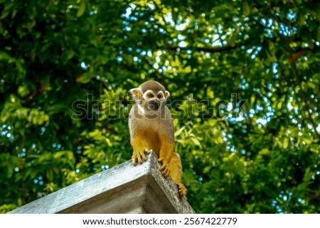 common squirrel monkey (Saimiri sciureus L.) in the fences of the Rodrigues alves forest in Belém do pará