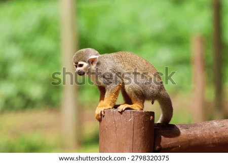 Common squirrel monkey Saimiri sciureus defecating in its natural habitat in Brazil. Macaco-de-cheiro, in Portuguese. 
