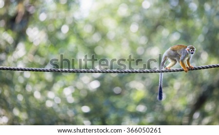 Similar – Foto Bild Lustiges Porträt einer Gans, die auf die Kamera vor der Kamera schaut.