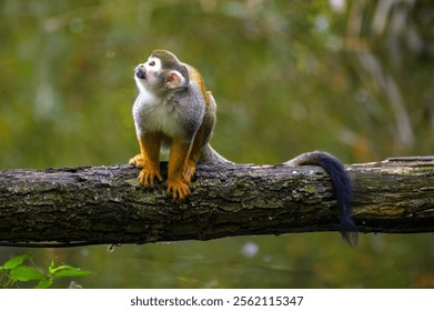 Common squirrel monkey sits on a tree branch above water, looking upwards with a curious expression. The lush green background suggests a natural habitat.