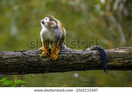 Common squirrel monkey sits on a tree branch above water, looking upwards with a curious expression. The lush green background suggests a natural habitat.