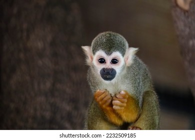 Common squirrel monkeys (Saimiri sciureus), selective focus