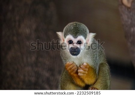 Common squirrel monkeys (Saimiri sciureus), selective focus