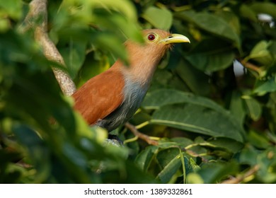 Common Squirrel-cuckoo - Piaya cayana large cuckoo found in woods from Mexico to northern Argentina and Uruguay. Mexican squirrel-cuckoo (Piaya mexicana).