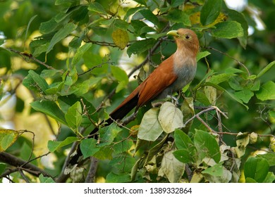 Common Squirrel-cuckoo - Piaya cayana large cuckoo found in woods from Mexico to northern Argentina and Uruguay. Mexican squirrel-cuckoo (Piaya mexicana).