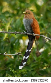 Common Squirrel-cuckoo - Piaya cayana large cuckoo found in woods from Mexico to northern Argentina and Uruguay. Mexican squirrel-cuckoo (Piaya mexicana).