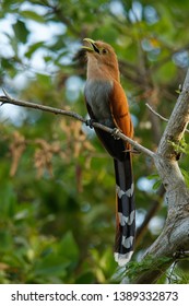 Common Squirrel-cuckoo - Piaya cayana large cuckoo found in woods from Mexico to northern Argentina and Uruguay. Mexican squirrel-cuckoo (Piaya mexicana).