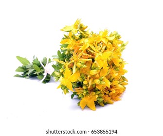  Common St. Johnswort Flower Isolated On White Background