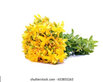 Common St. Johnswort Flower Isolated On White Background 