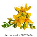 Common St. Johnswort flower ( tutsan ) isolated on white background