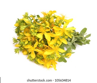 Common St. Johnswort Flower ( Tutsan ) Isolated On White Background