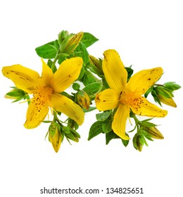 Common St. Johnswort Flower ( Tutsan ) Isolated On White Background