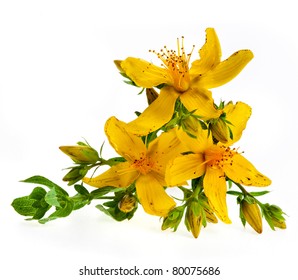 Common St. Johnswort Flower ( Tutsan ) Isolated On White Background