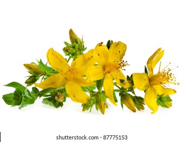 Common St. Johnswort Flower ( Tutsan ) Isolated On White Background