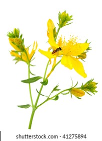 Common St. Johnswort Hypericum Perforatum Yellow Wild Flowers And Fly