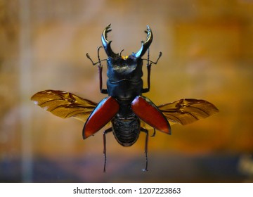 The Common Stag Beetle / Coleoptera, The Exsiccatae Body With Opened Wings. Close-up View.