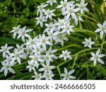 Common Star of Bethlehem, Ornithogalum umbellatum. Lily family spring flower Star of Bethlehem. Ornithogalum angustifolium or Garden Star of Bethlehem. Genus of Milky Stars Ornithogalum 