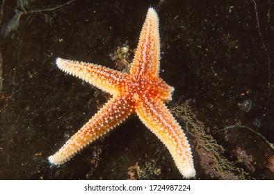 Common Star Fish With Limb Missing. These Missing Limbs Can Be Regrown