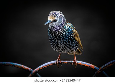 Common starling bird sitting on a fence - Powered by Shutterstock