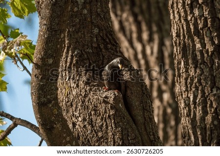 Common starling. Curious bird posing on tree trunk. Concept of the International Day of Birds.