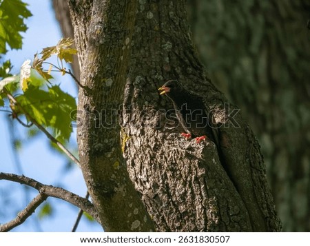 Common starling. Curious bird sings sitting at the hollow of its nest on tree trunk. Concept of the International Day of Birds.