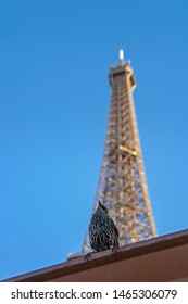 Common Starling with Eiffel Tower on blurred background in Paris, France