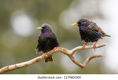Common starling or European starling, also known simply as the starling in Great Britain and Ireland, is a medium-sized passerine bird in the starling family, Sturnidae.