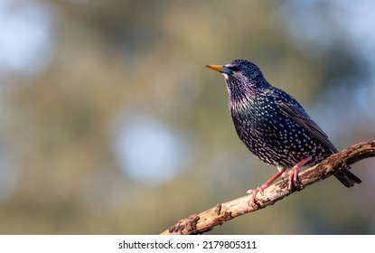 Common starling or European starling, also known simply as the starling in Great Britain and Ireland, is a medium-sized passerine bird in the starling family, Sturnidae. - Powered by Shutterstock