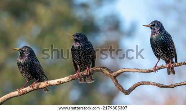 Common starling or European\
starling, also known simply as the starling in Great Britain and\
Ireland, is a medium-sized passerine bird in the starling family,\
Sturnidae.
