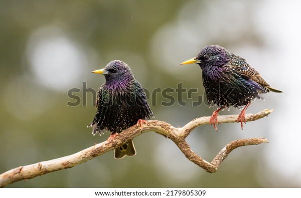 Common starling or European\
starling, also known simply as the starling in Great Britain and\
Ireland, is a medium-sized passerine bird in the starling family,\
Sturnidae.