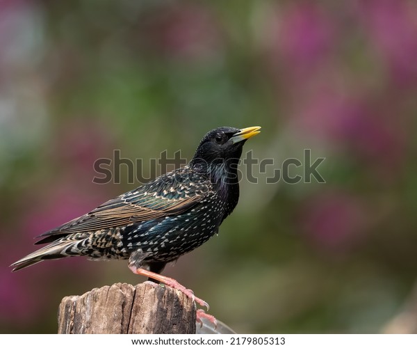 Common starling or European
starling, also known simply as the starling in Great Britain and
Ireland, is a medium-sized passerine bird in the starling family,
Sturnidae.