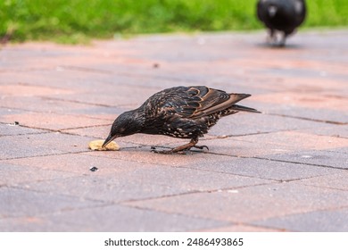 The common starling or European starling, Sturnus vulgaris, collects worms on a sprng lawn. Bird with beak full of worms. Close-up of foraging parent animal collecting food. - Powered by Shutterstock