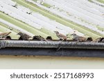 Common starling hunting in grass and on roof